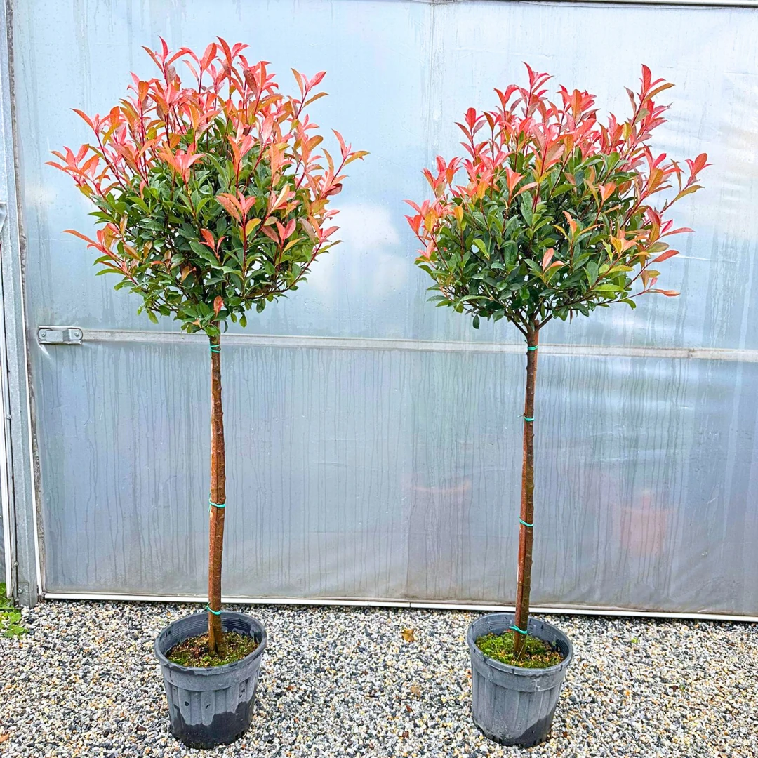 Photinia Carré Rouge (Yarı Bodur Tijli Alev)