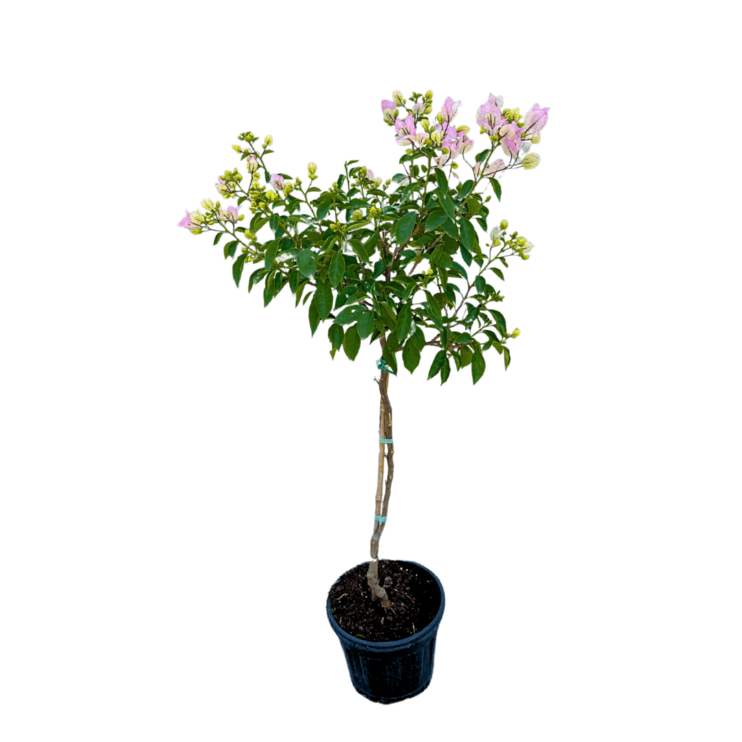 Tijli Baston Begonvil Açık Pembe 110-120 Cm