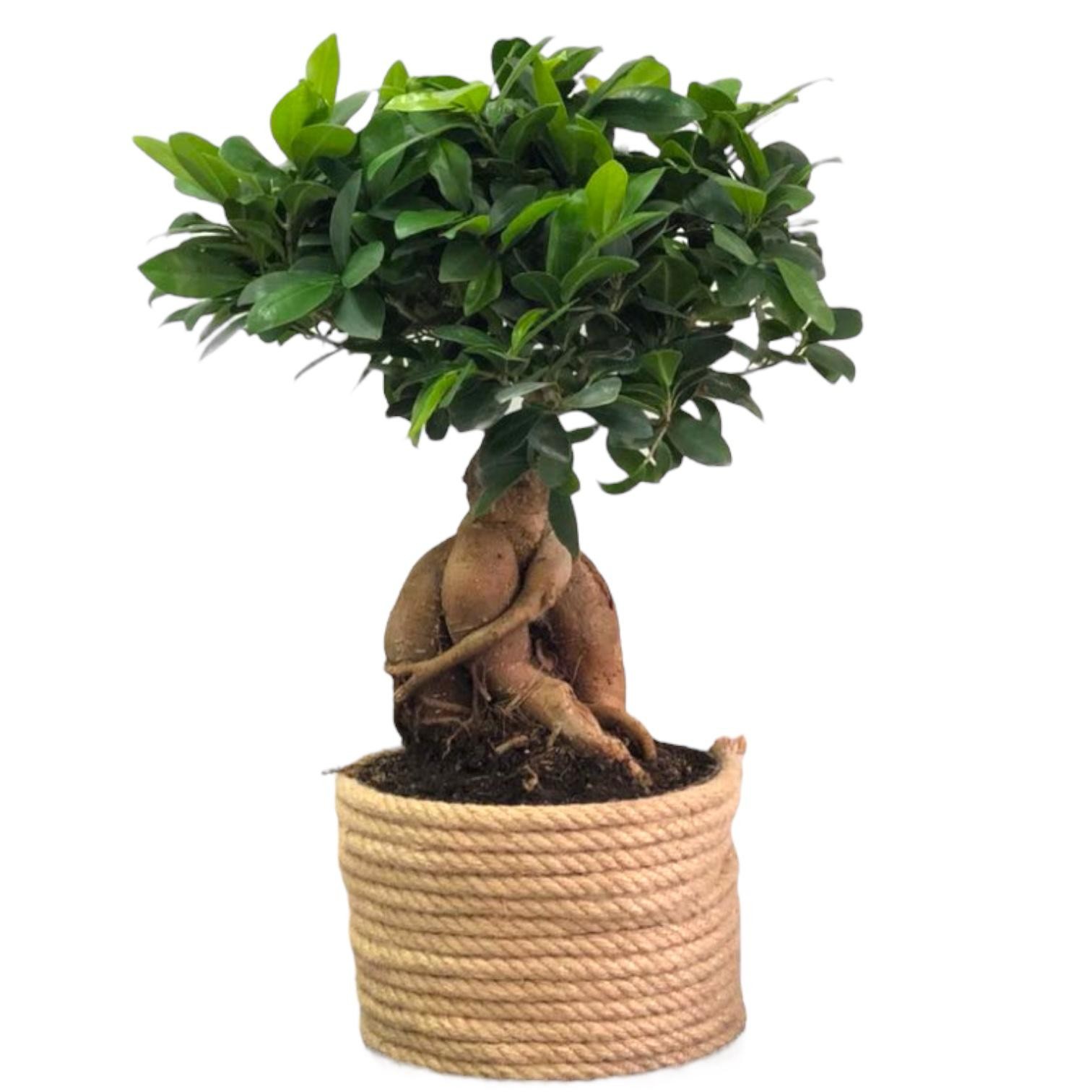 Bonsai Ginseng XL