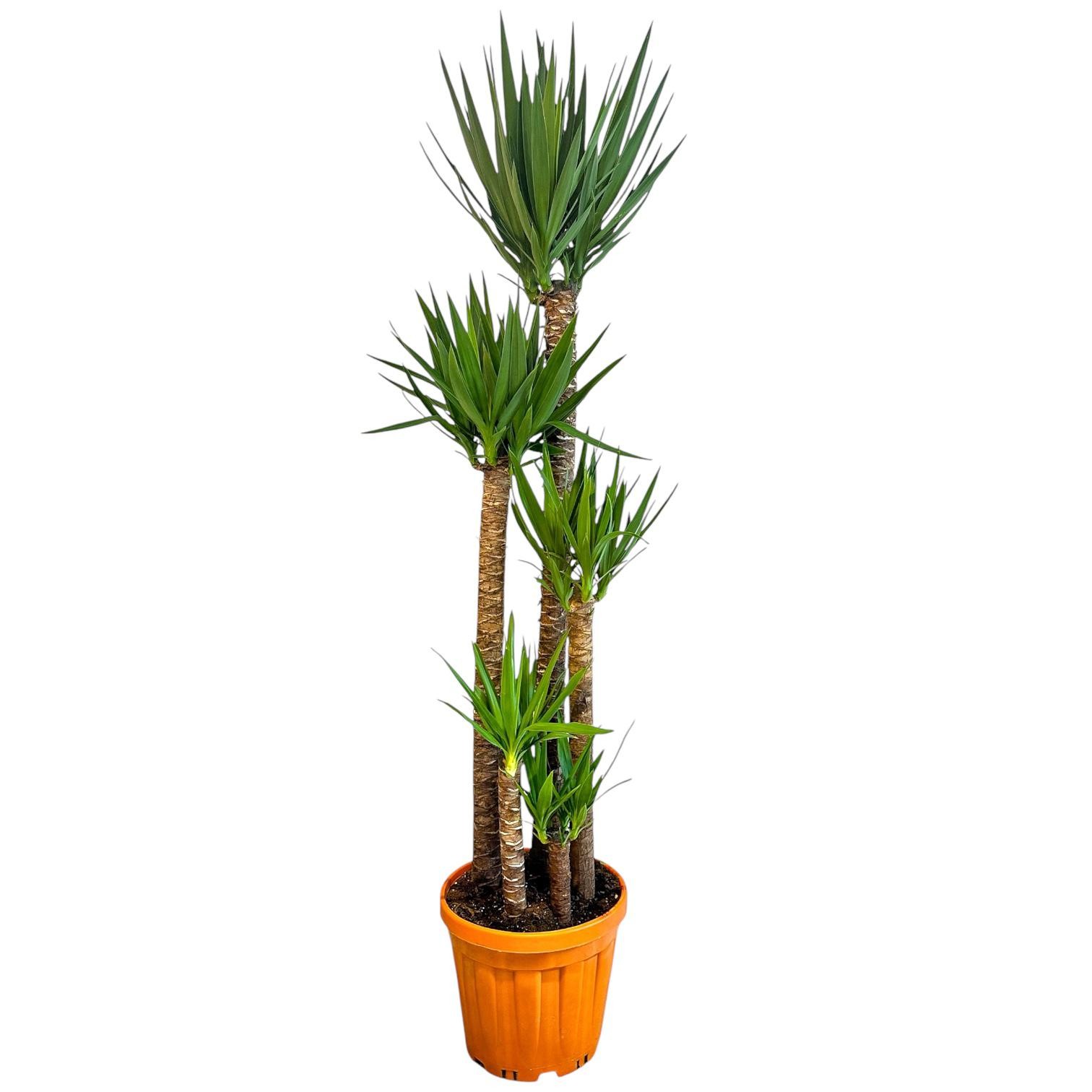 Yucca 5 Gövdeli 190-200 cm (Yuka 5 Kollu) 