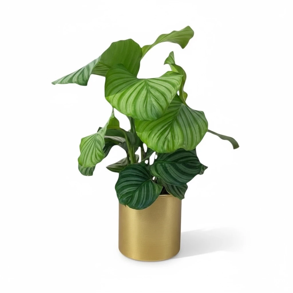 Calathea Orbifolia Metal Gold Saksıda