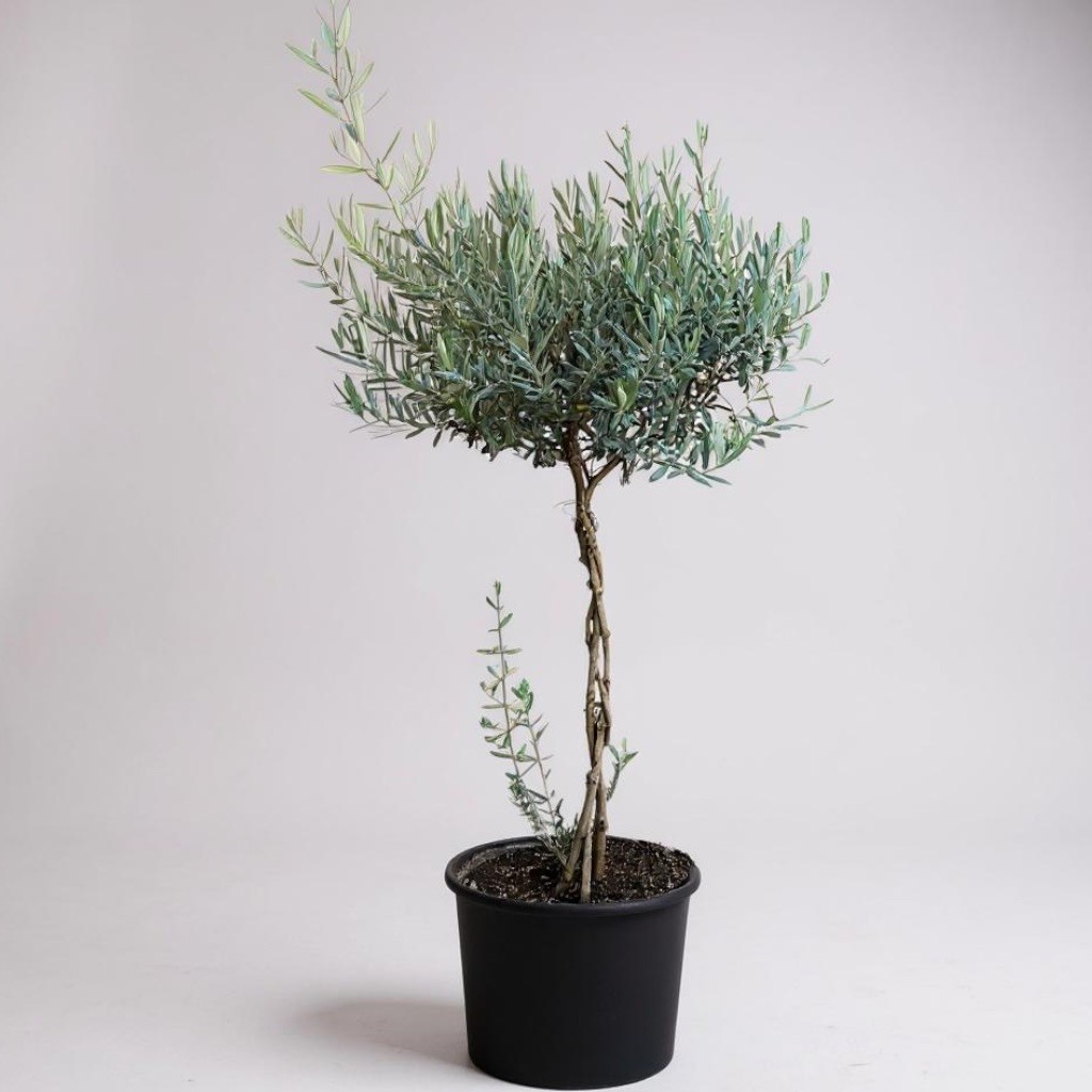 Zeytin Ağacı Bonsai Örgülü XL Form 150-160 cm 5-6 Yaş
