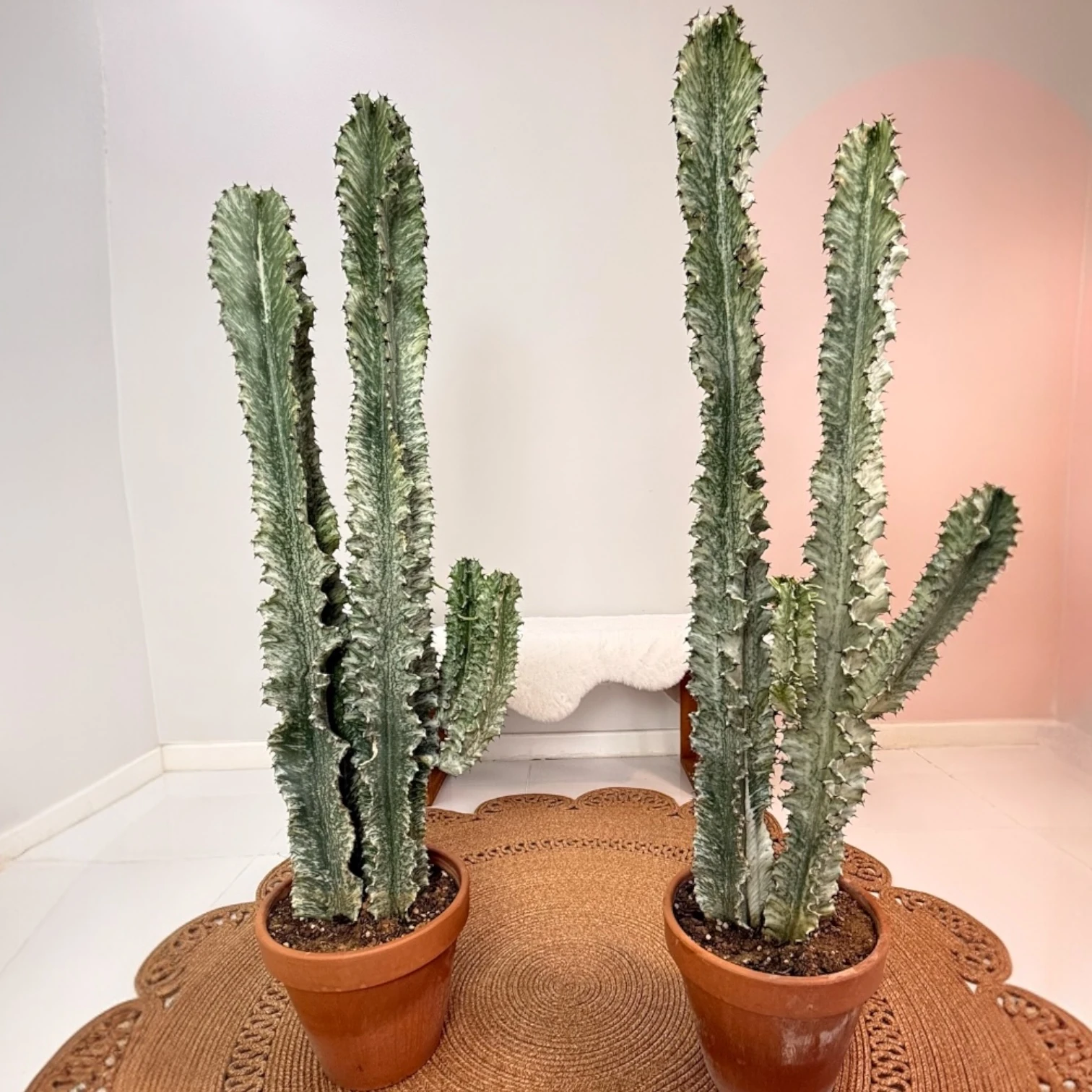 Euphorbia İngens Variegata Alacalı Kaktüs – (Afrika Süt Ağacı Çift