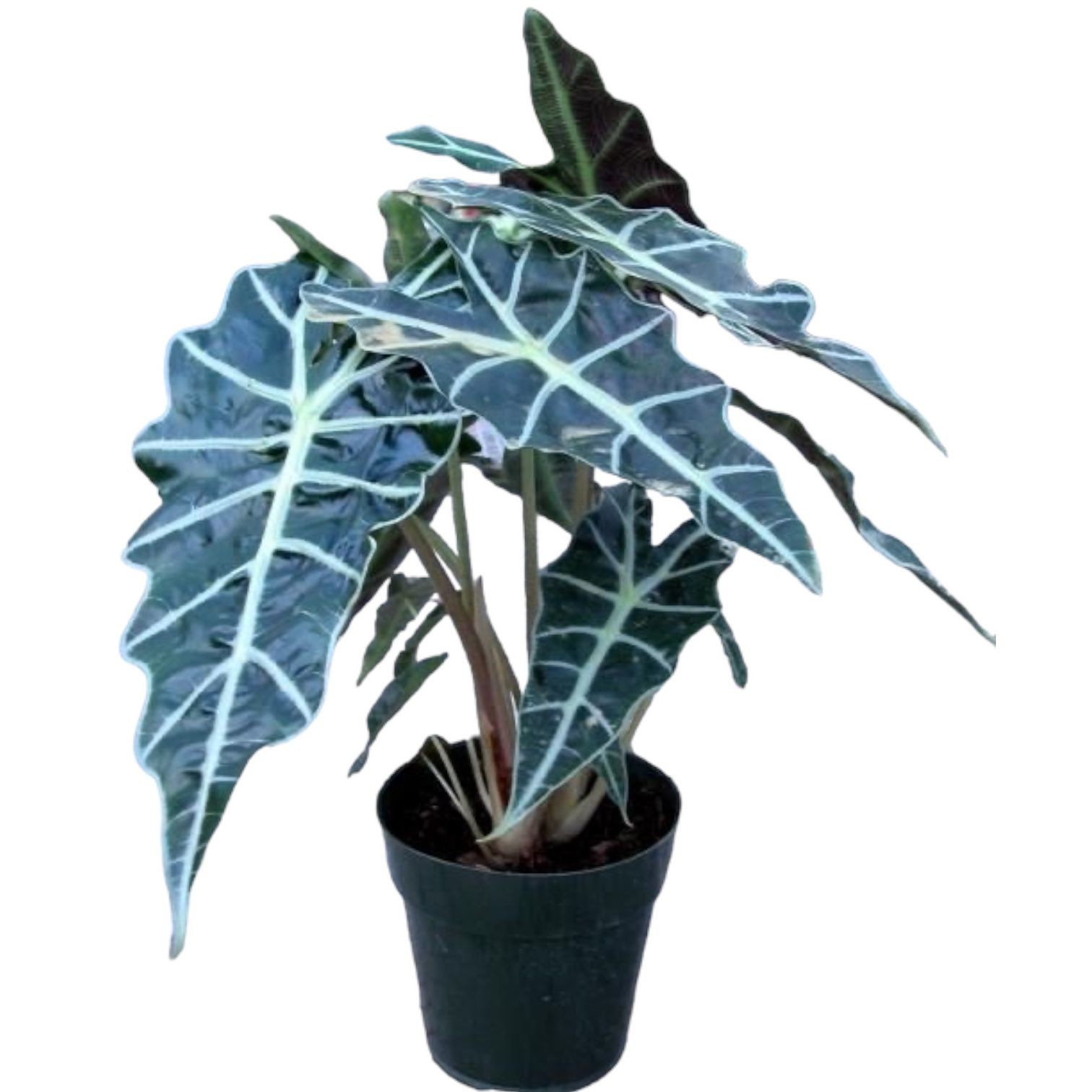 Alocasia Polly Fil Kulağı 40-45cm