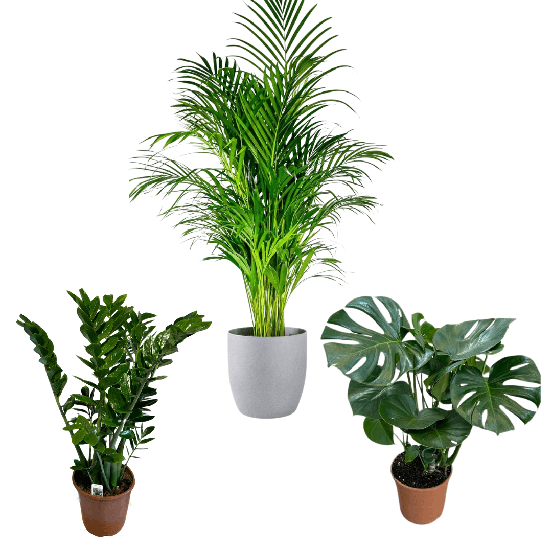Üçlü Kampanya Set ( 2 Gövdeli Starliçe, Monstera,Philodendron Birkin)