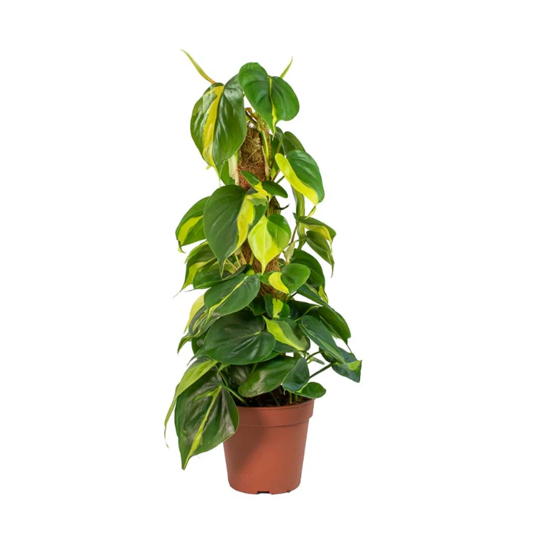 Pothos Brasil Yosun Çubuklu İthal