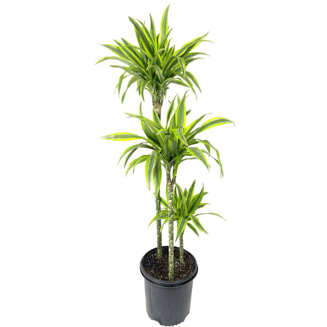 Dracaena Dremensis Lemon Lime 3 Gövdeli 130-140 cm