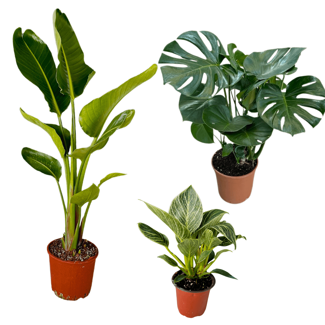 Üçlü Kampanya Set ( 2 Gövdeli Starliçe, Monstera,Philodendron Birkin)