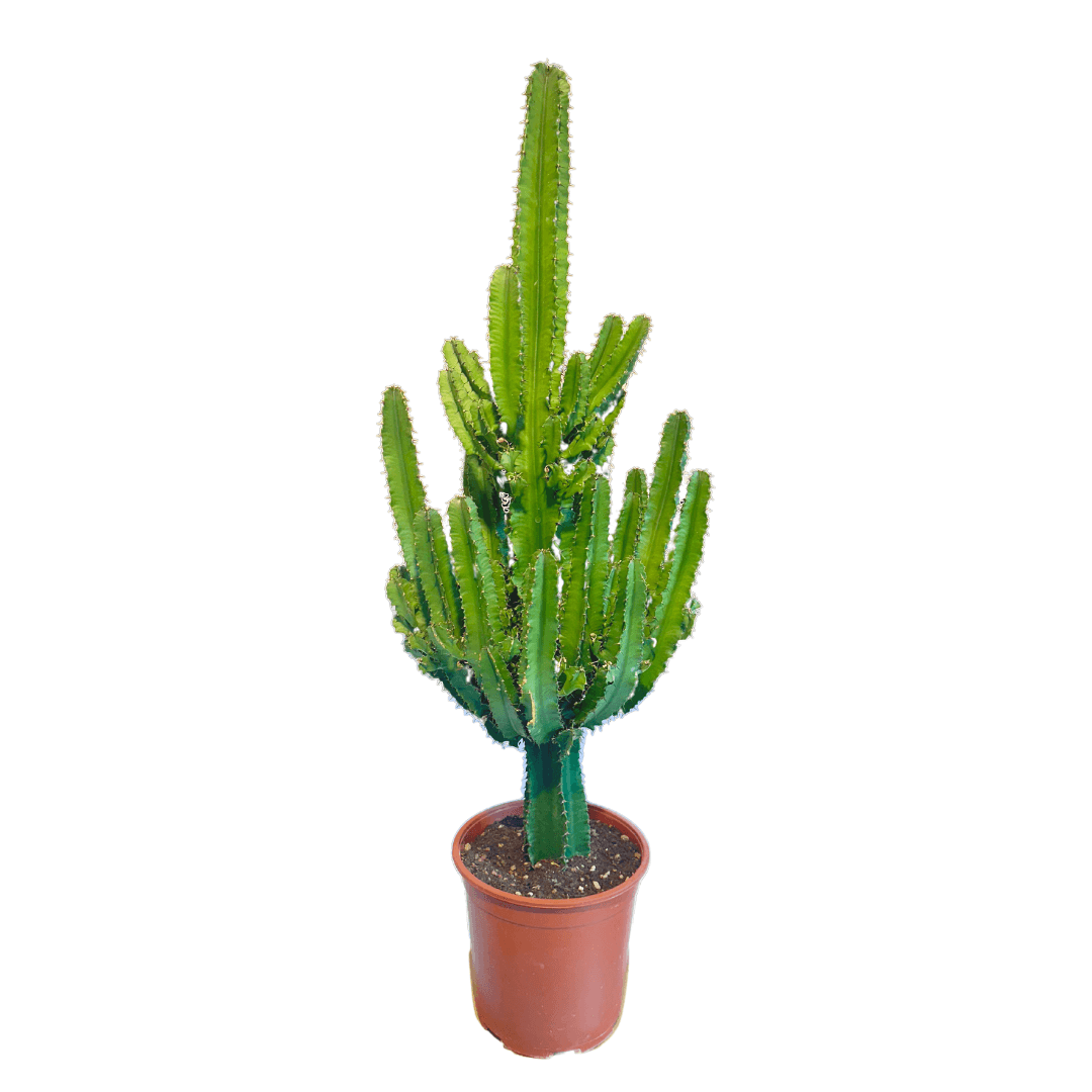 Euphorbia Erytrea (Eritrea) 100-110 cm Kaktüs