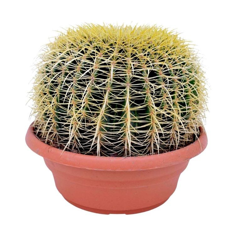 Echinocactus Grusonii (30-40 cm çap) Altınfıçı Kaktüs