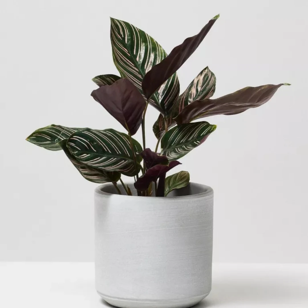 Calathea Ornata Sanderiana-Dua Çiçeği (25-30 cm)