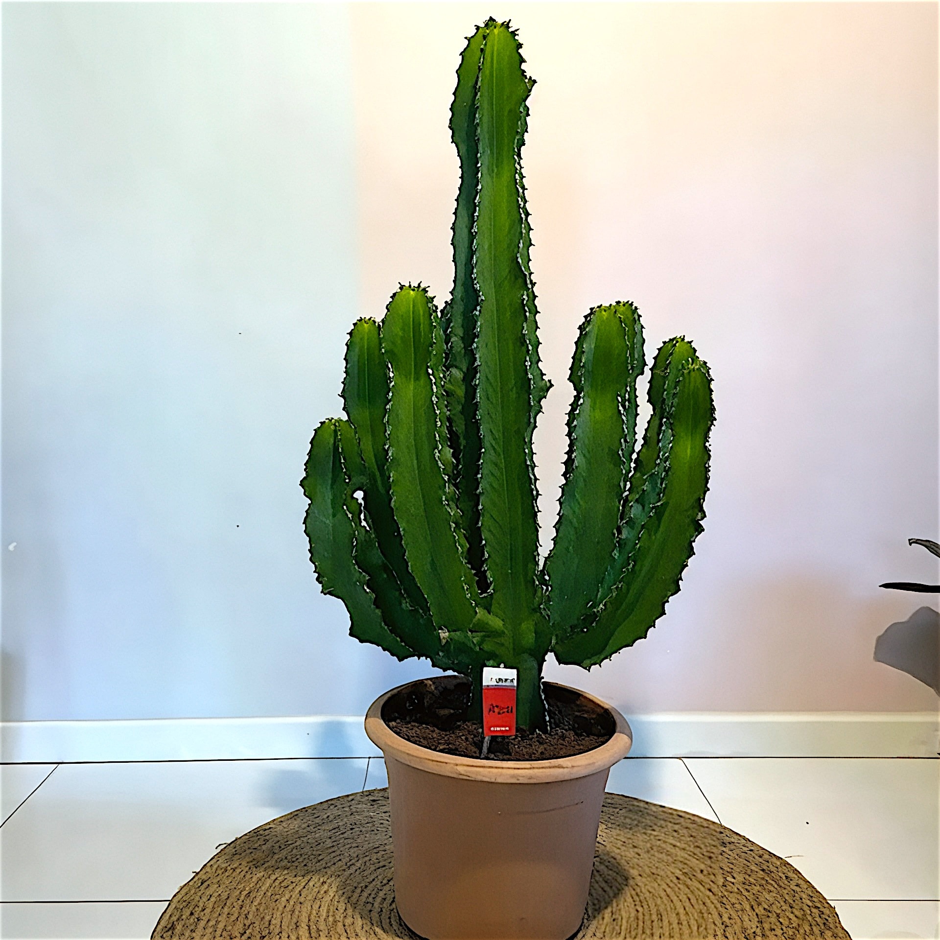 EUPHORBIA INGENS XXL Form 110-130 cm Geniş Form İthal