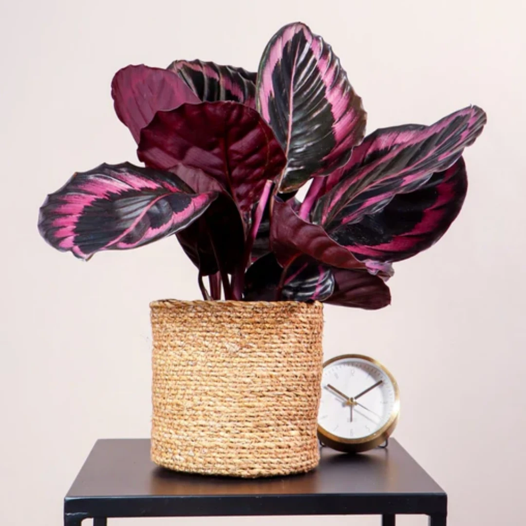 Calathea Surprisestar-ithal 