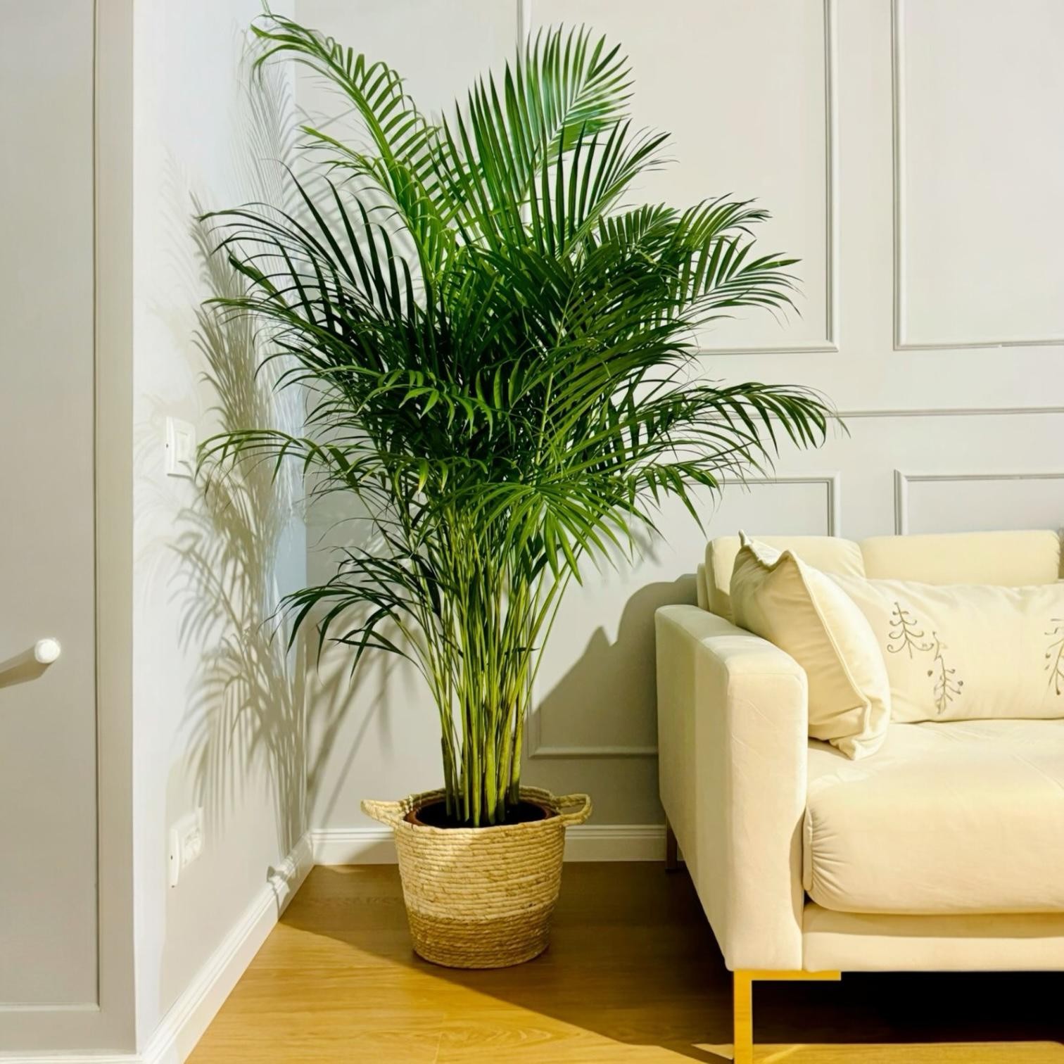 Areca (Areka) Palmiyesi 150-160 cm Dolgun Form İthal