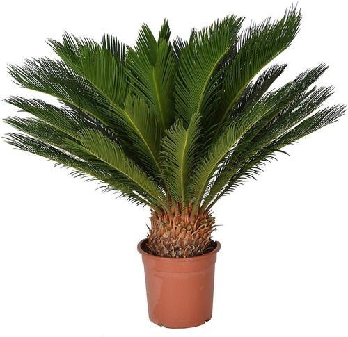 Cycas Revoluta Japon Saga Palmiyesi 80-90 cm