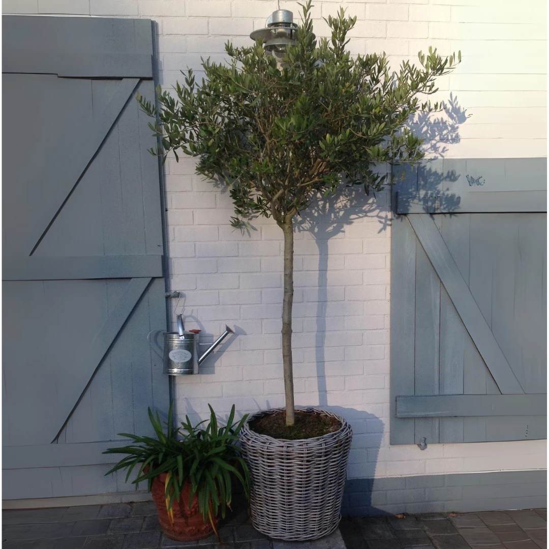 Zeytin Ağacı XL Bonsai Tijli 180-190 cm 