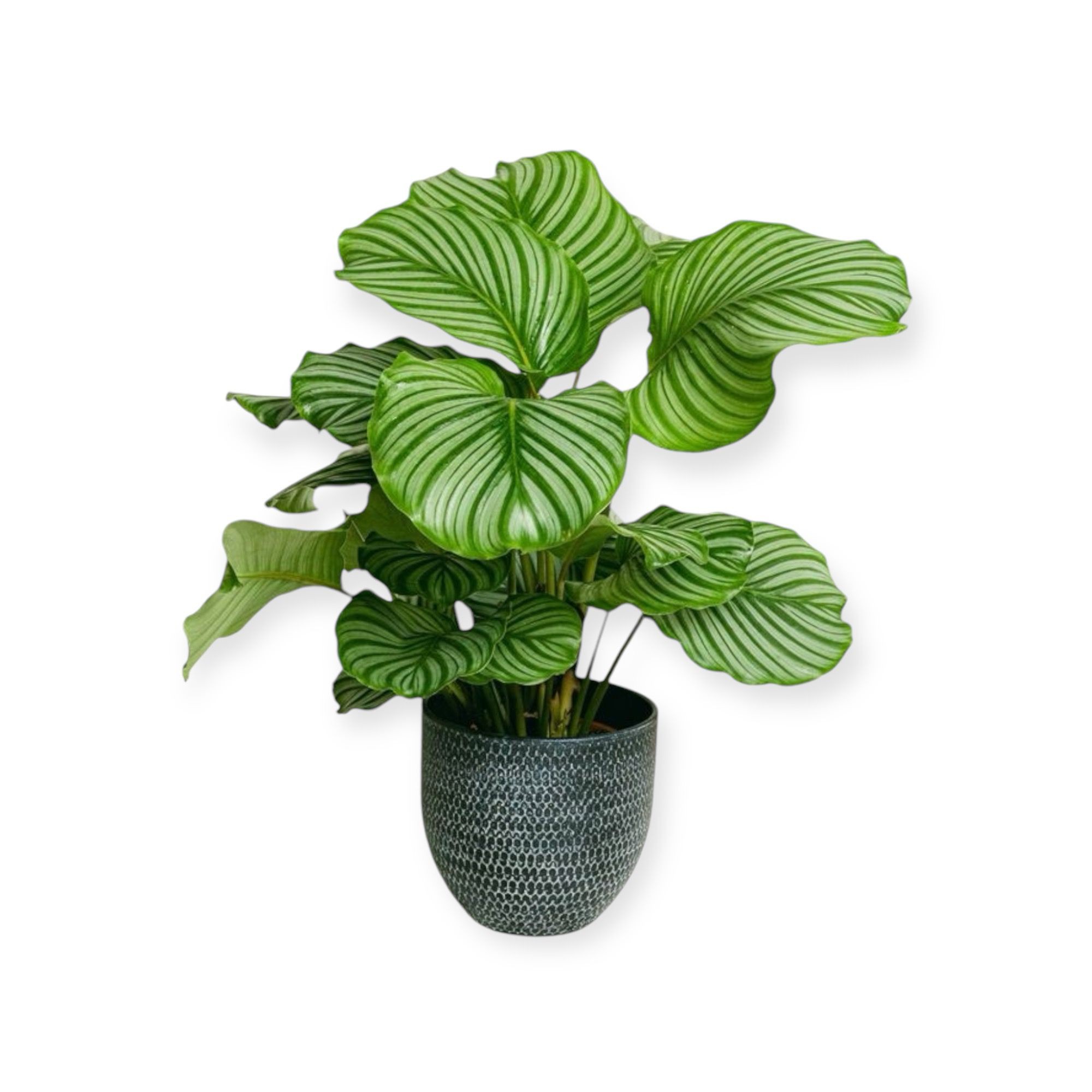 Calathea Orbifolia-Dua Çiçeği-(40-50cm)