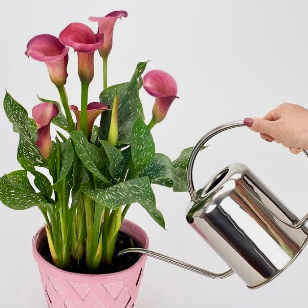 Gala Çiçeği Calla Zantedeschia Captain Murano) XL