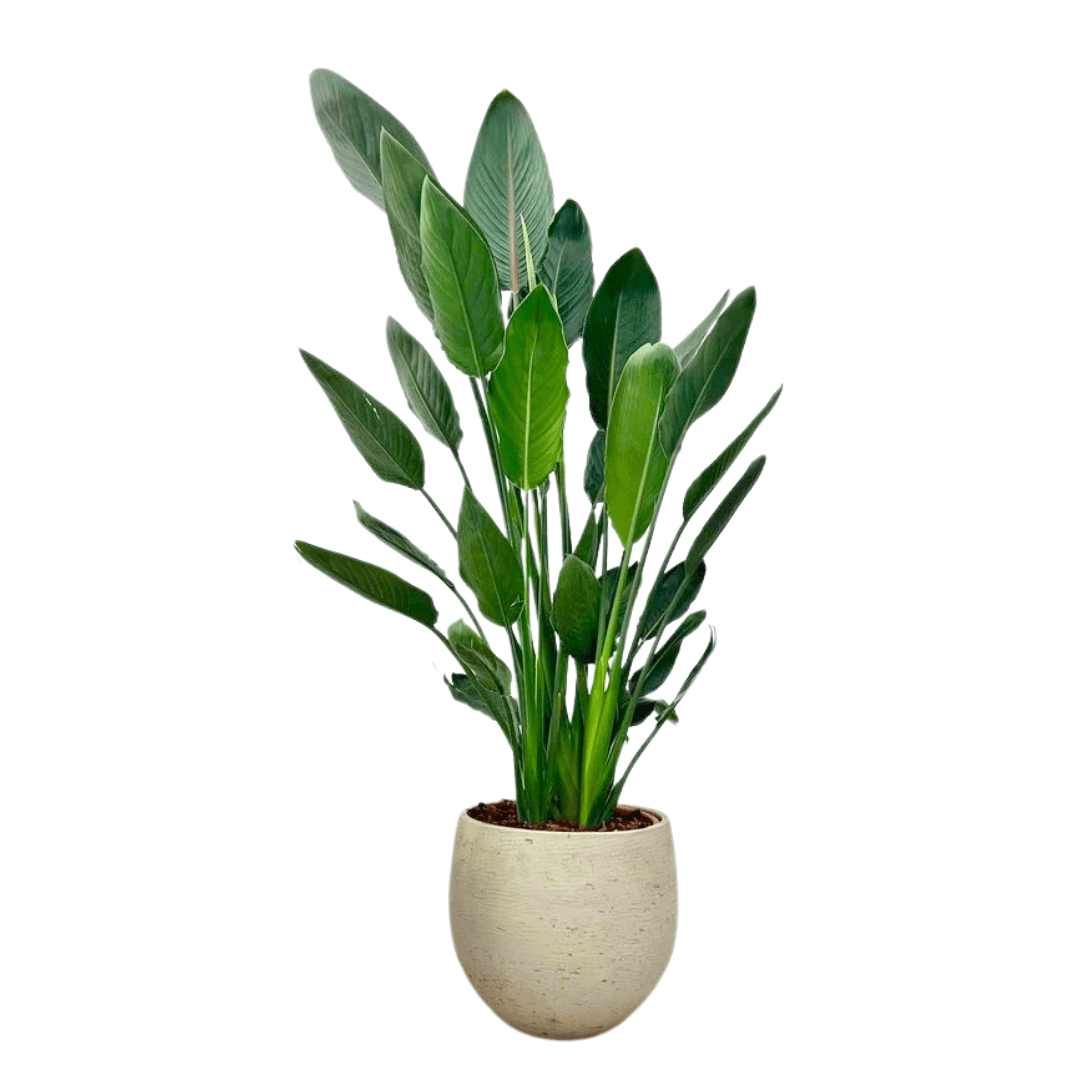 Strelitzia Regiana-Starliçe-Çok  Gövdeli 130-140 cm (Turuncu Çiçek Açan Starliçe)