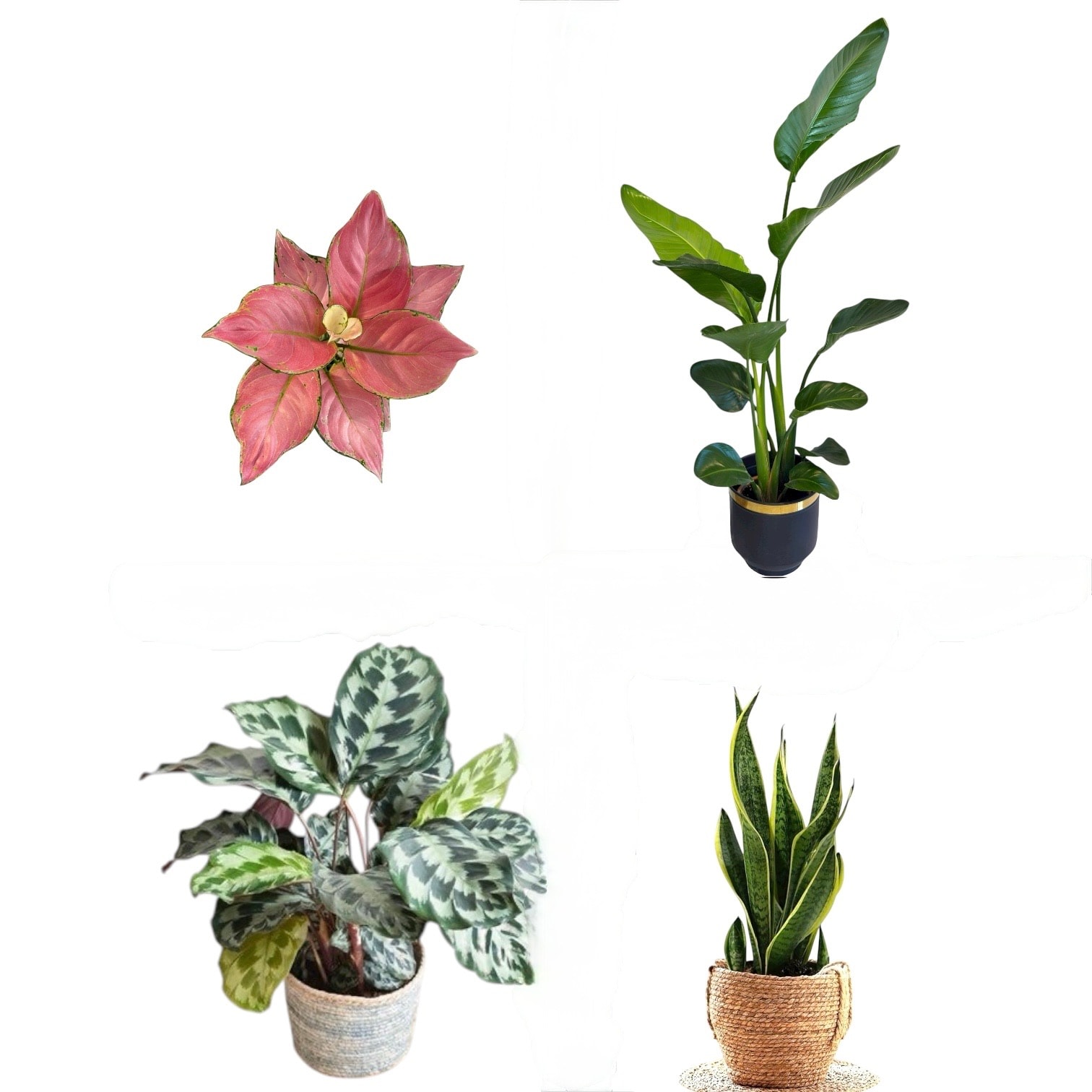Salon Bitki Seti-iki gövdeli 130-140 cm starliçe-Agleonema pink-calathea helen cennedy-50 cm paşa kılıcı 