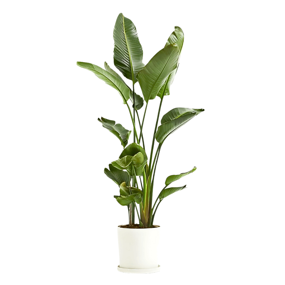 Starliçe (Strelitzia Nicolai) 180-190 cm Üç Gövdeli Beyaz Cennet Kuşu