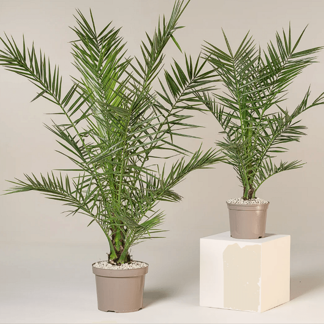 Kanarya Hurma Palmiyesi (Phoenix Canariensis) 150-160 cm