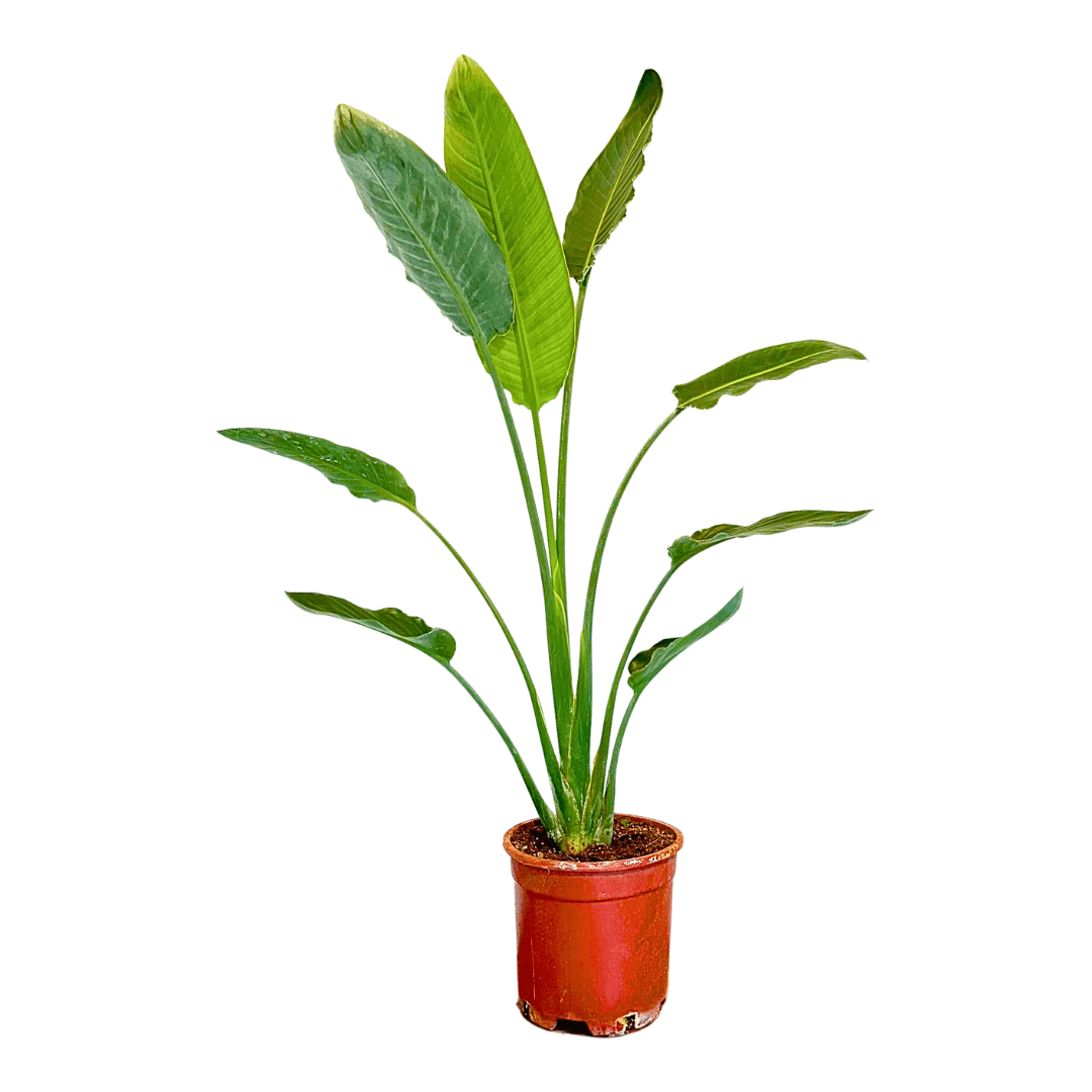 Strelitzia Regiana Tek Gövdeli 100-110 Cm-Turuncu Çiçek Açan Starliçe