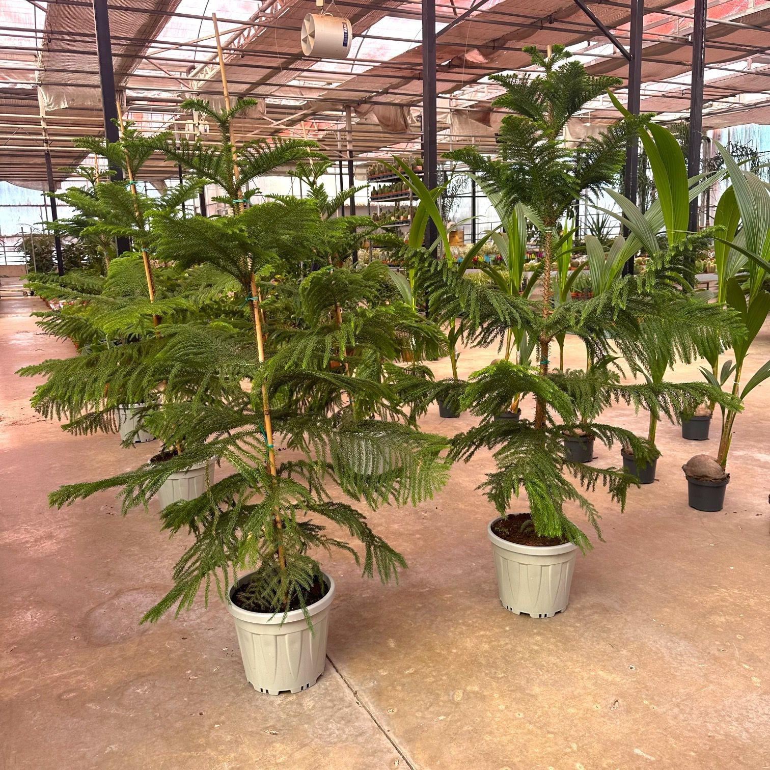 Salon Çamı Araucaria (Arokarya) 150-170 cm