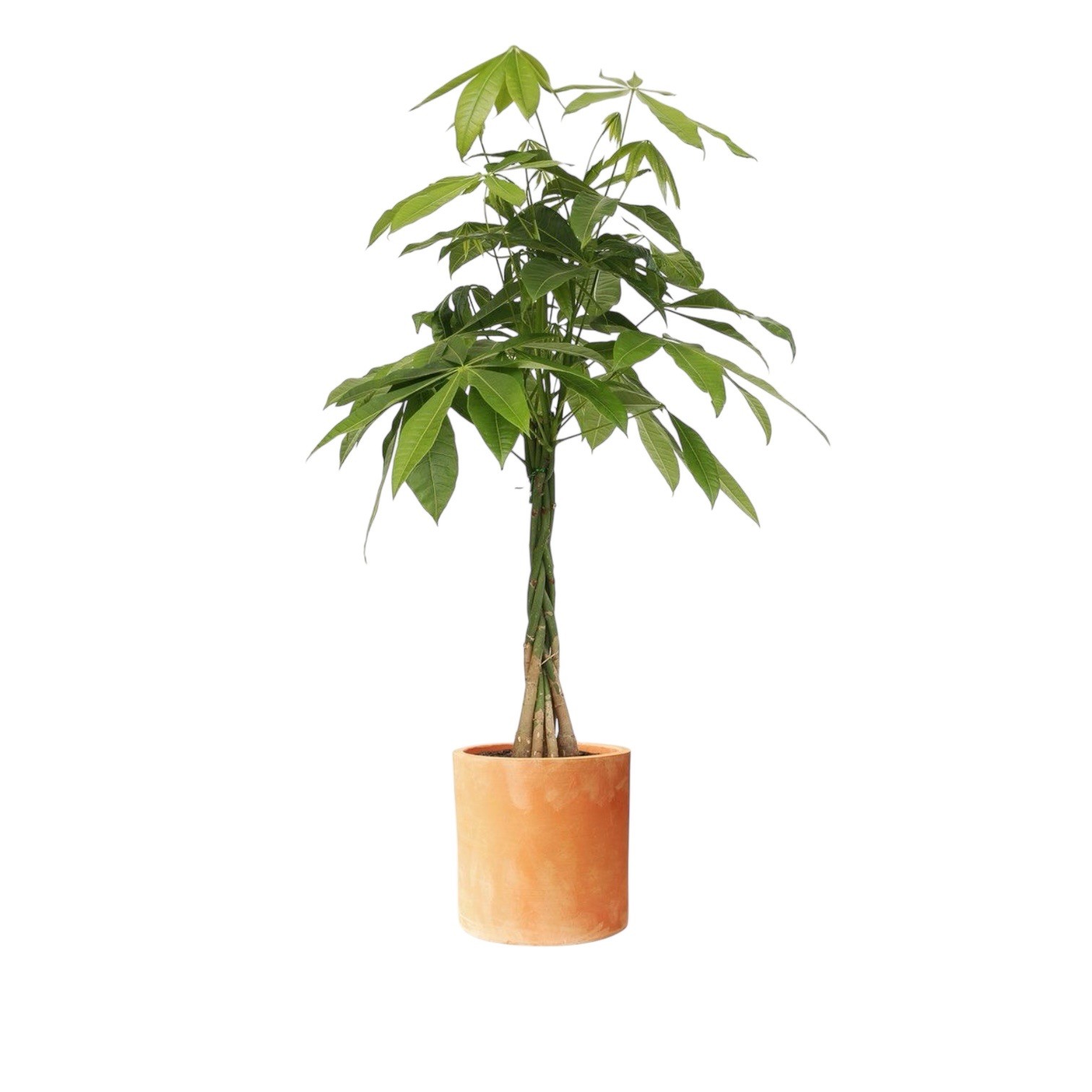 Pachira Aquatica 100-120 Cm (Money Tree-Bereket ağacı)