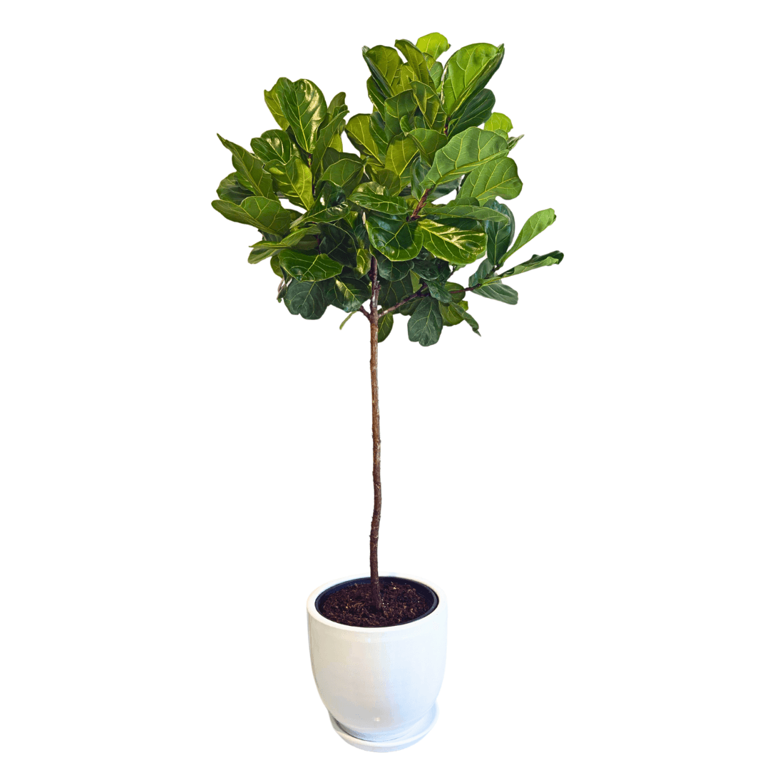 Lyrata Ficus-Tijli Keman Yapraklı Kauçuk ANAÇ 180-190 cm