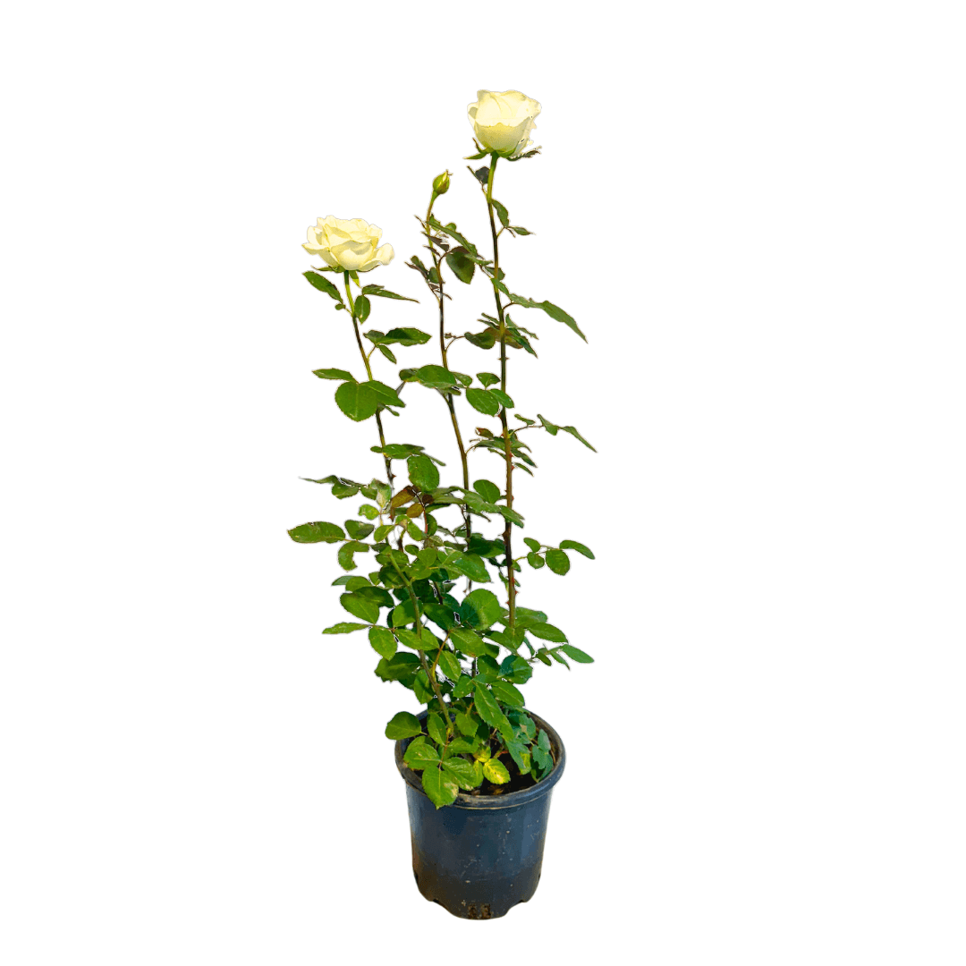 Gül Yerli Beyaz 60-80 Cm