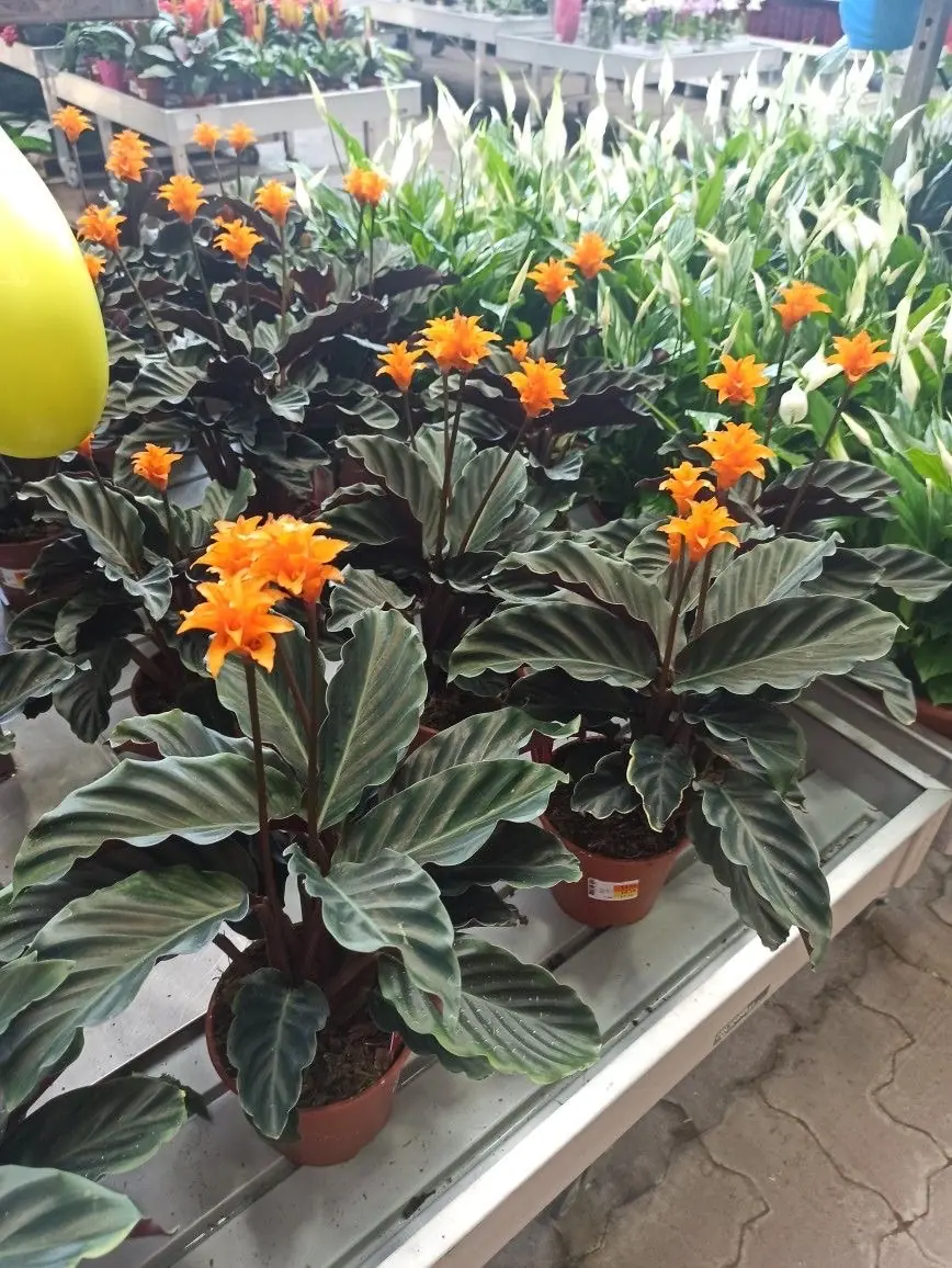 Calathea Crocata
