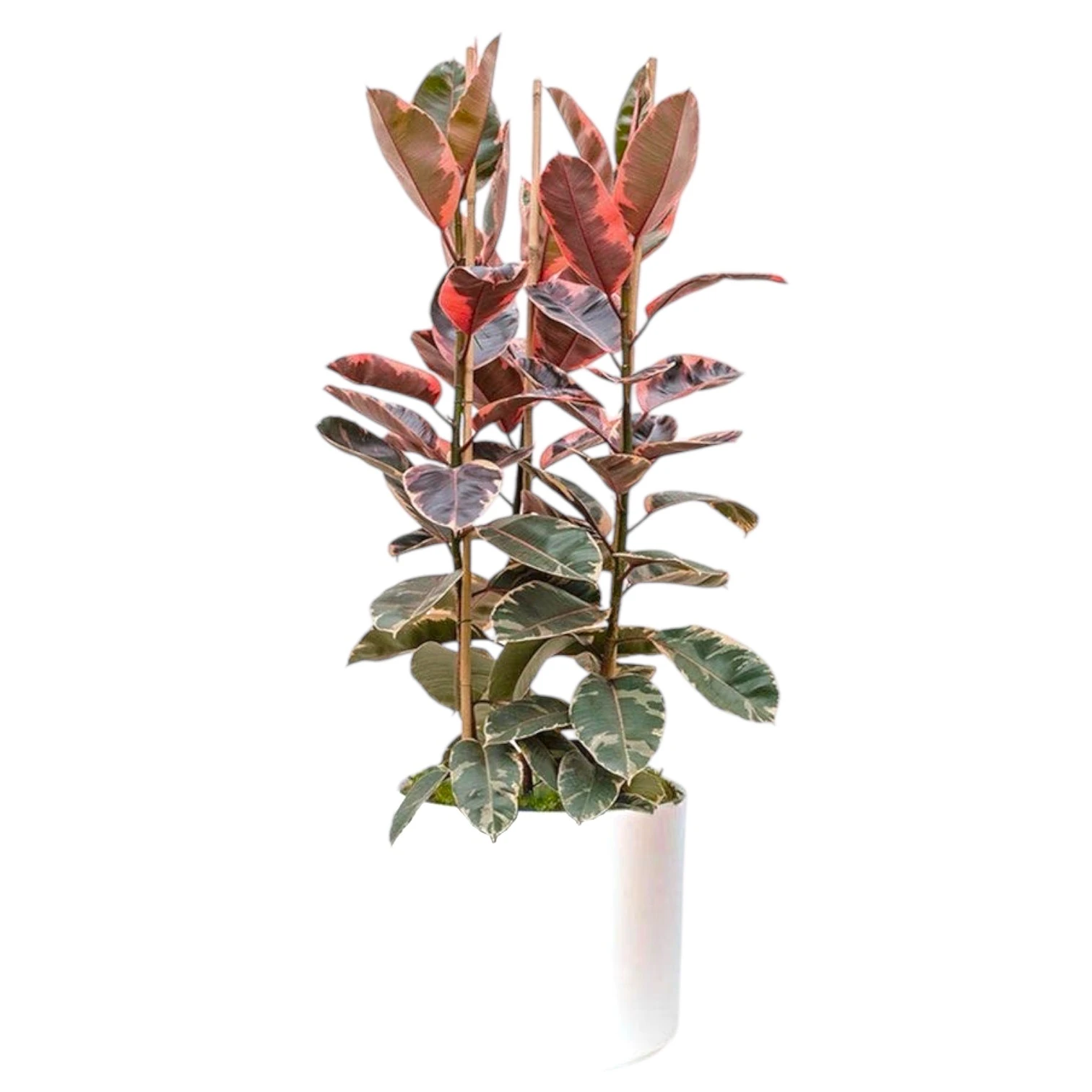 Ficus Elastica Belize (Renkli Kauçuk) 100-120 Cm