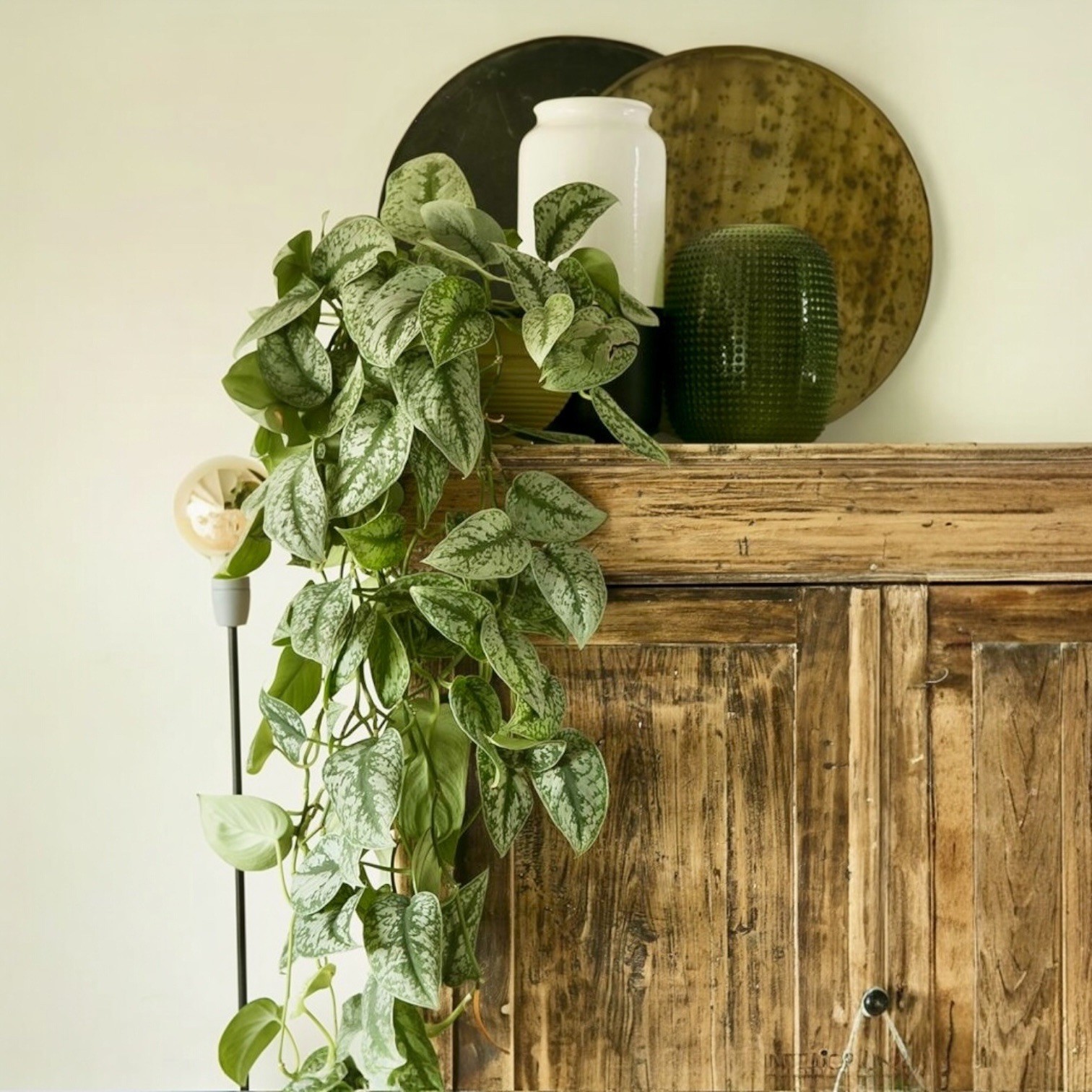 POTHOS PICTUS-SALON SARMAŞIĞI (SİLVER SATIN POTHOS-SCİNDAPSUS PİCTUS EXOTİCA)