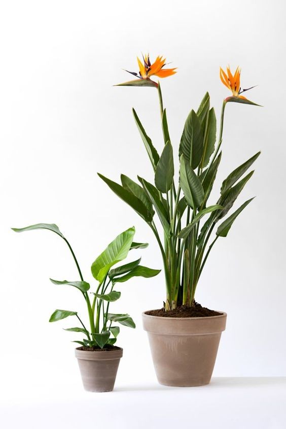 Strelitzia Regiana 130 Cm-Turuncu Çiçek Açan Starliçe