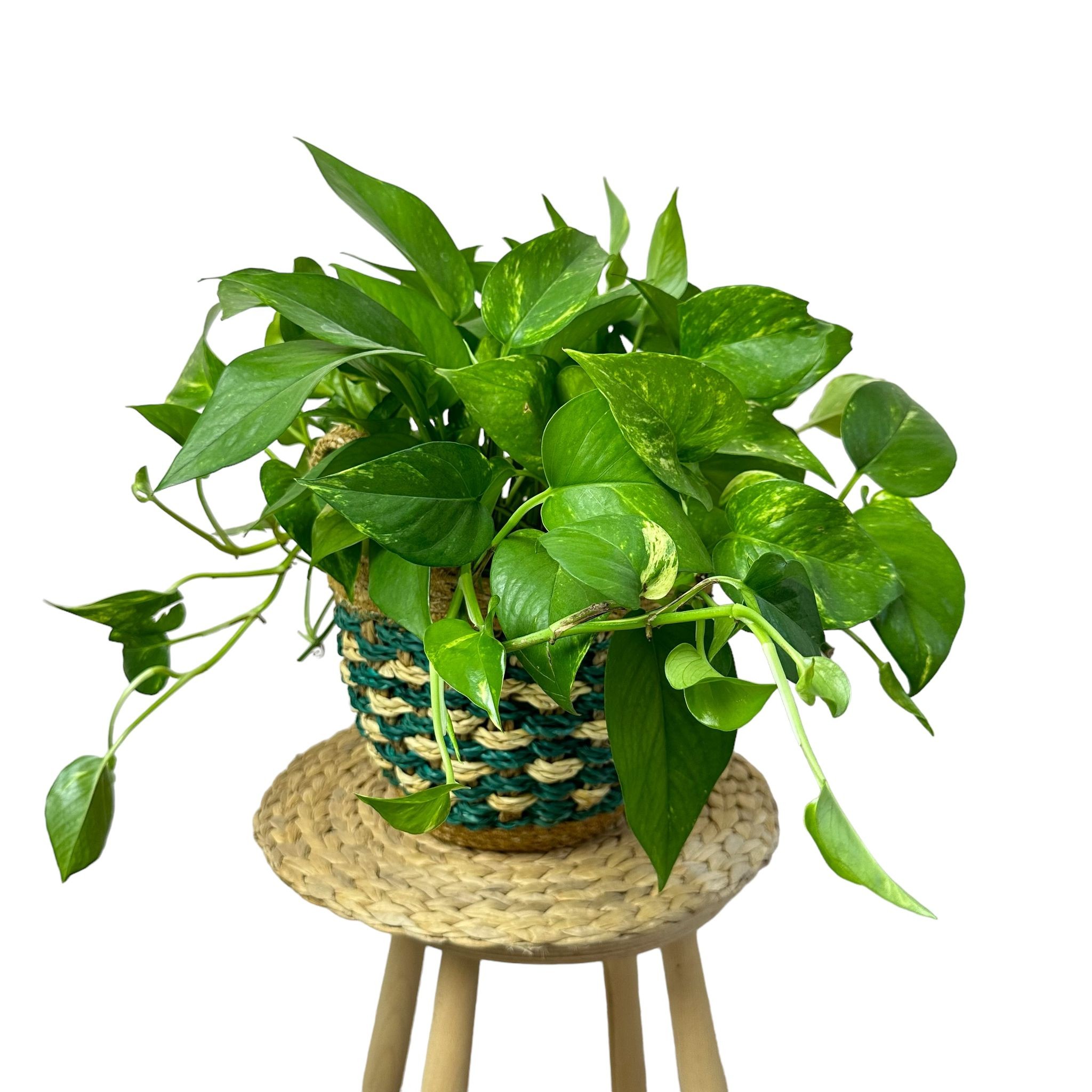 Pothos Golden Salon Sarmaşığı XL Makrome Saksıda