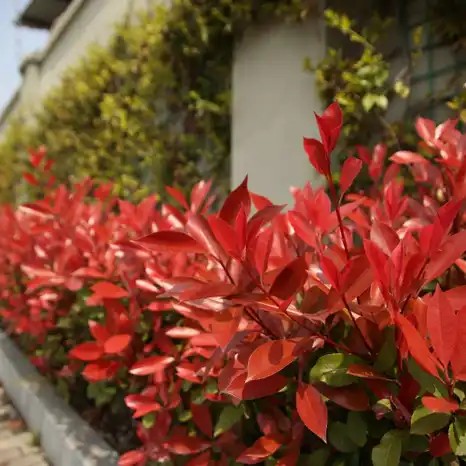 Alev Çalısı-Photinia Red Robin 140 _150 cm