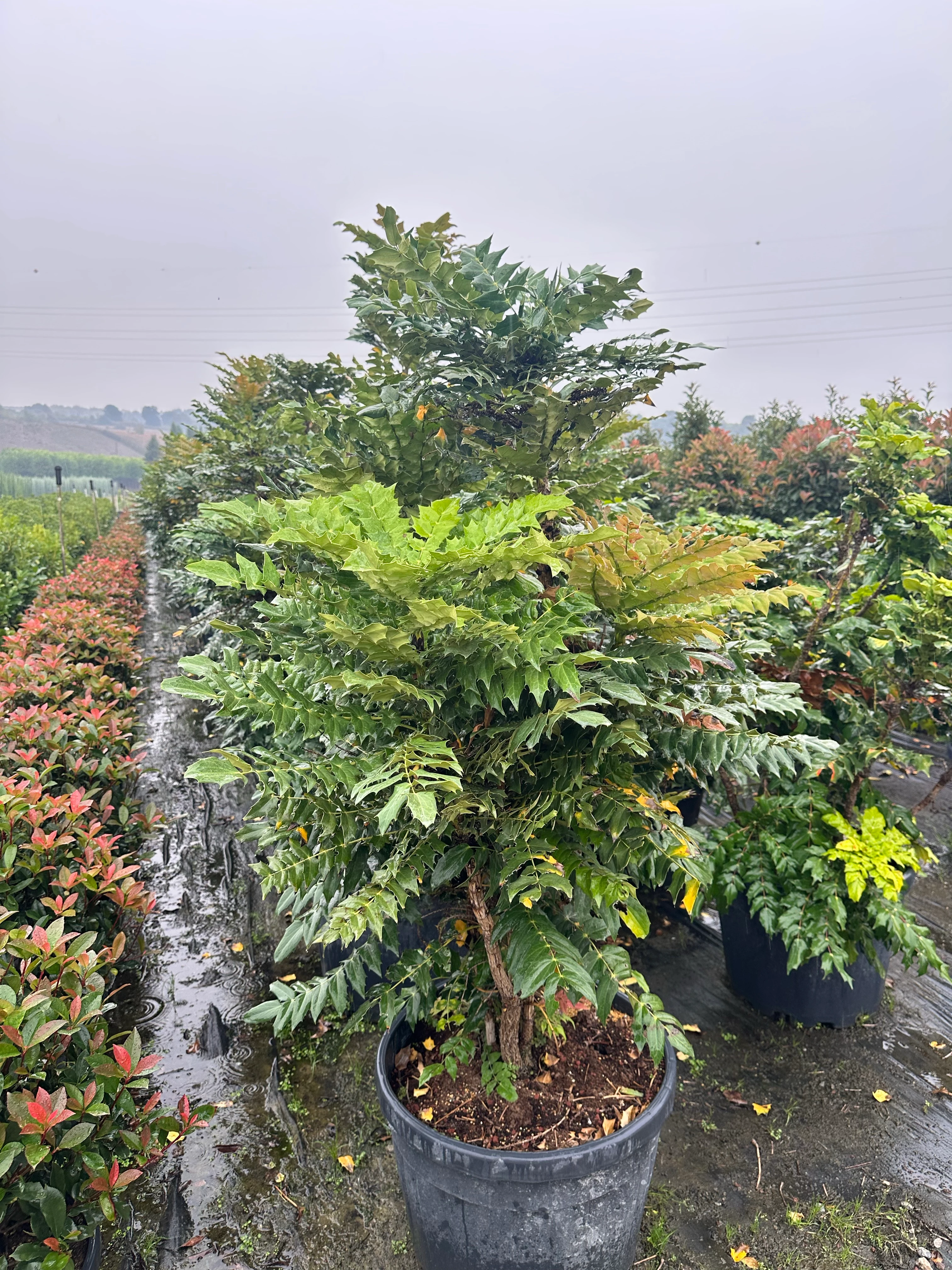 Mahonia Media Winter Sun XXXL