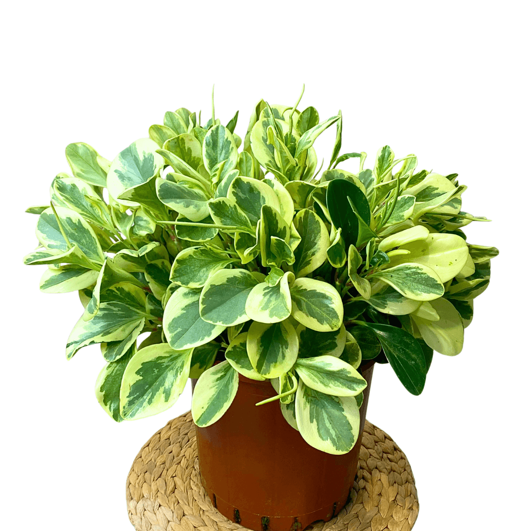 Zümrüt Dalgası Bitkisi-Peperomia Obtusifolia XXL Variegata