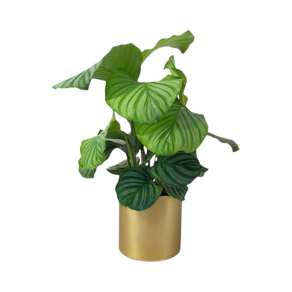 Calathea Orbifolia Metal Gold Saksıda