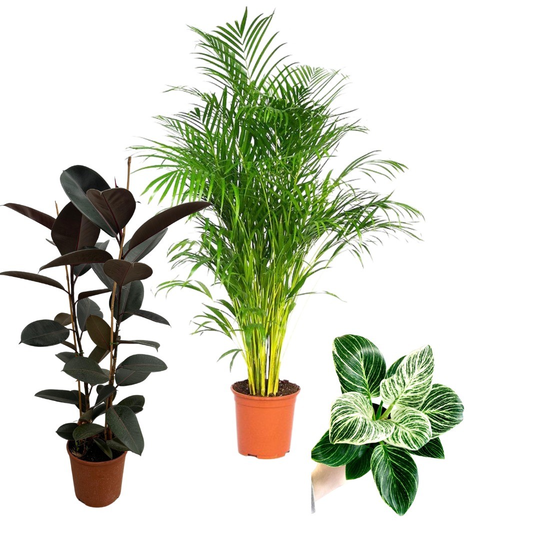 Üçlü Set (Areka Palmiyesi, Siyah Ficus Elastica Kauçuk, Philodendron Birkin)