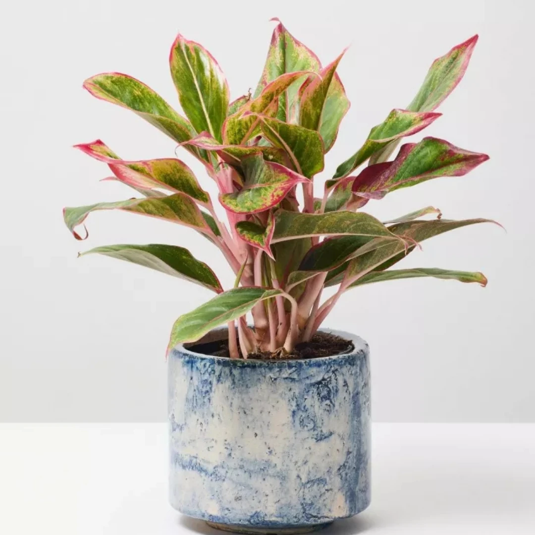 Aglaonema Crete