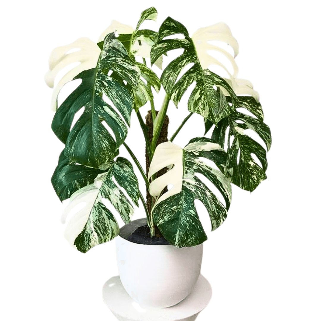 Monstera Deliciosa Albo Variegata Large
