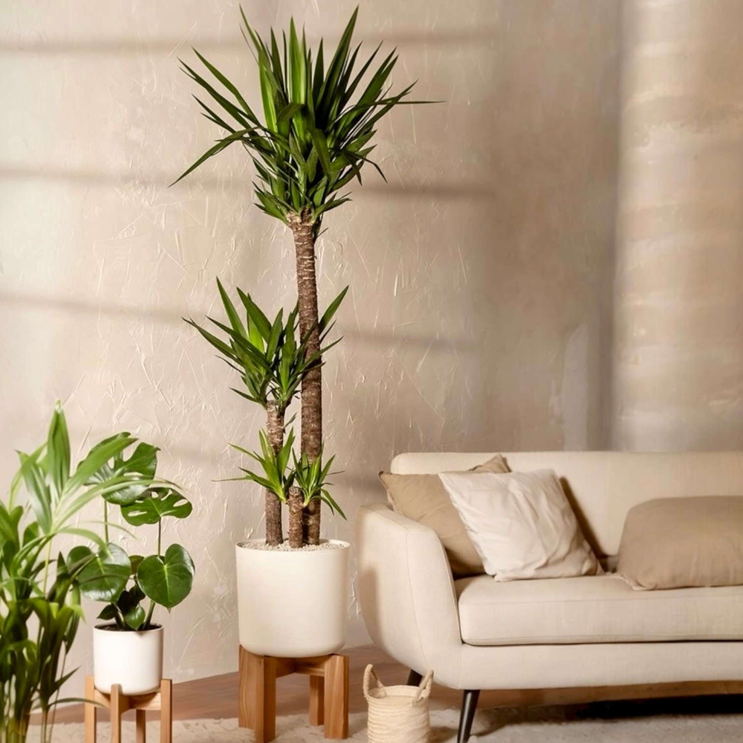 Yucca 3 Gövdeli 130-140 cm (Yuka 3 Kollu) 