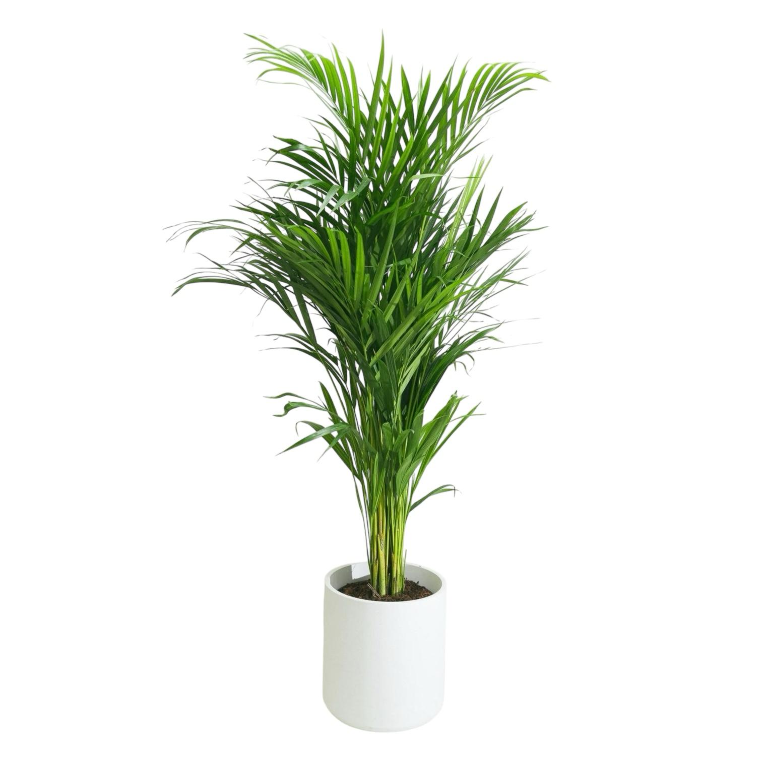 Areca (Areka) Palmiyesi 80-90 cm Dolgun Form İthal