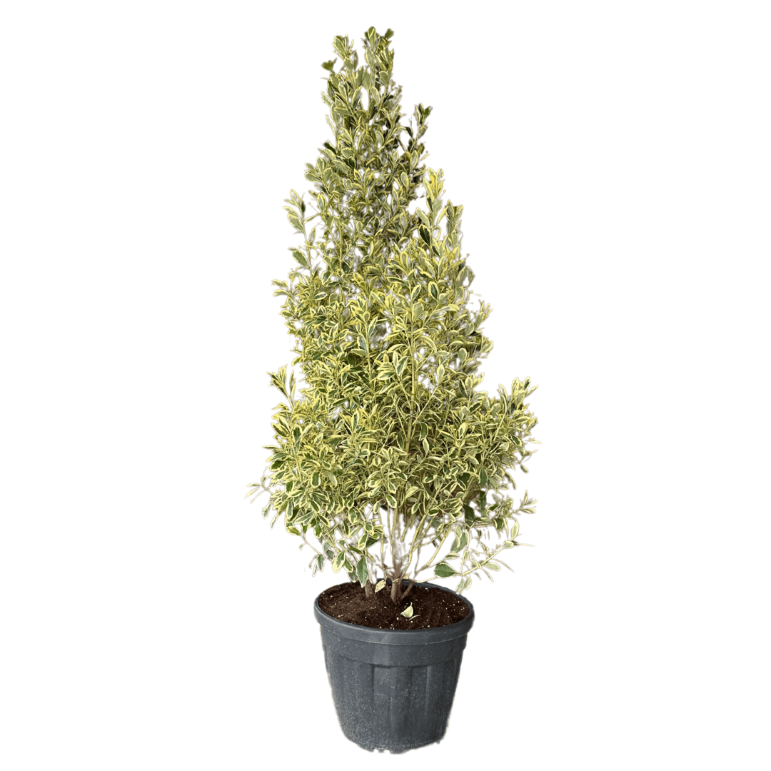 Taflan Piramit 140-160 cm (Bravo)