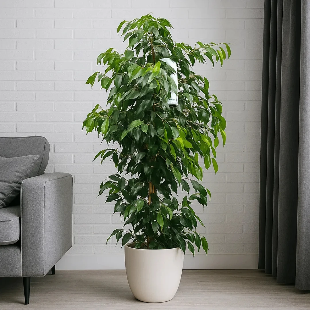 Ficus Benjamin Danielle 140-150 cm 
