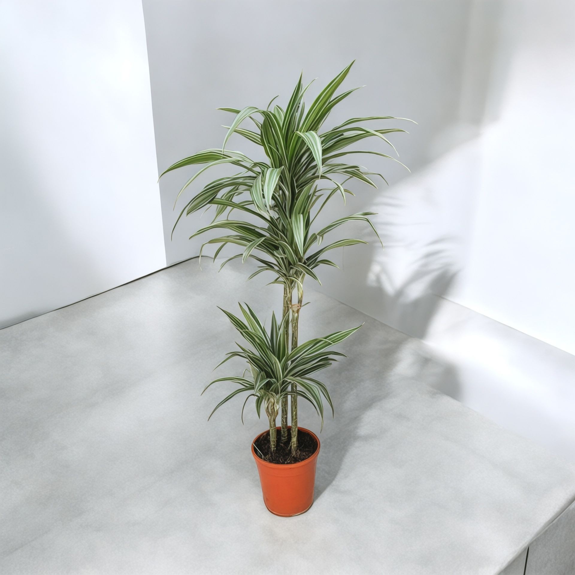 Dracaena Warneckii 130-140 cm 3 Gövdeli