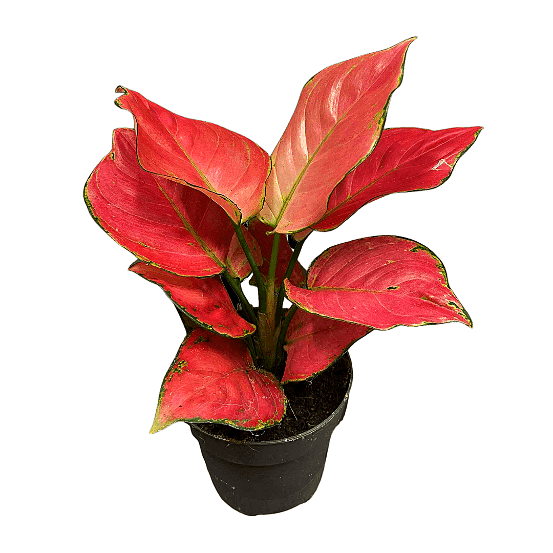 Aglaonema Red Joy (Pink Lady)