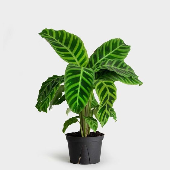 Calathea Zebrina-Calathea bicolor